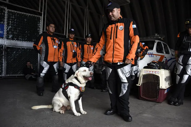 Drago a rescue dog waits with a 47-member group from Guatemala's Search and Rescue team as they get ready at the civil protection headquarters in Guatemala City on September 21, 2017, before heading to Mexico to assist in the humanitarian effort two days after the major earthquake that left more than 230 people dead. (Photo by Johan Ordonez/AFP Photo)