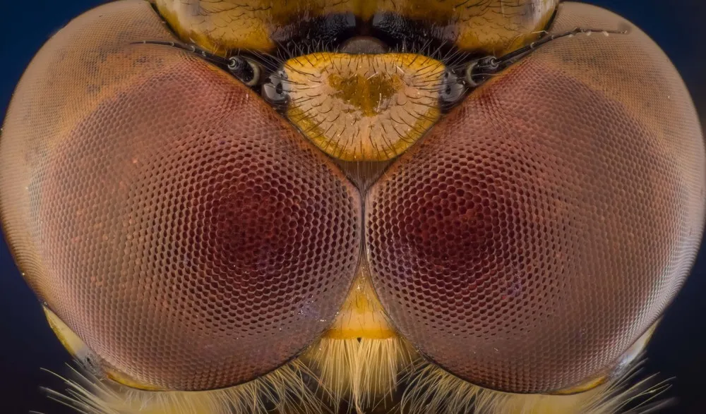 Insect Eyes by Amateur Photographer Kutub Uddin