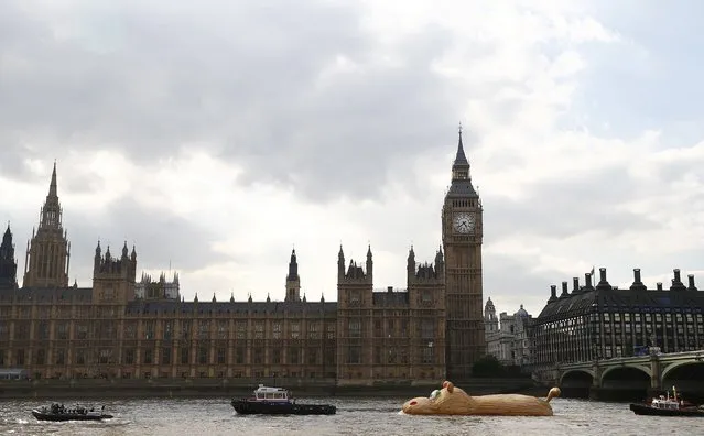 A sculpture of a giant hippopotamus, “HippopoThames”, built by artist Florentjin Hofman is towed up the Thames past the Houses of Parliament in central London, September 2, 2014. (Photo by Andrew Winning/Reuters)