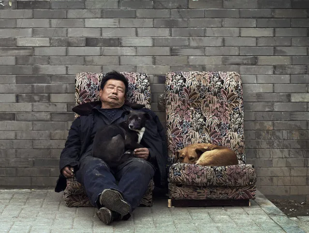 Stray dogs take rest together with a man on the broken sofas placed near a hutong in Beijing Wednesday, February 23, 2011. (Photo by Andy Wong/AP Photo)