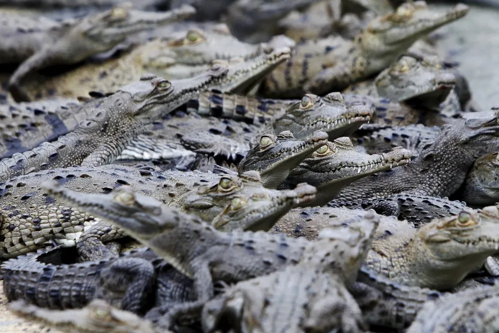 Panama's Crocodile Farm