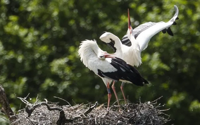 A pair of White Storks are seen on a nest on May 22, 2020 in Horsham, England. The birds are one of several breeding pairs in an area of Horsham, one of which has reportedly had success, with chicks hatching. The last hatchlings recorded in the UK, were on the roof of St Giles Cathedral in Edinburgh, in 1416. The White Stork project, who have been monitoring the birds, hope to restore a population in southern England to around 50 breeding pairs by 2030. (Photo by Dan Kitwood/Getty Images)