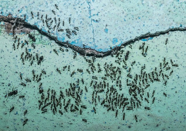 On September 30, 2024, workers of the Longhorn Crazy Ant (Paratrechina longicornis) were observed carrying eggs and pupae, along with queens, as they sought a new home. This movement was prompted by water seeping into their nest through a damp wall crack in Tehatta, West Bengal, India, on a rainy day. (Photo by Soumyabrata Roy/NurPhoto/Rex Features/Shutterstock)
