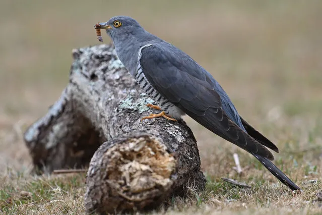 A cuckoo holds a grub in it's beak near Horsham in southern England on June 5, 2020. (Photo by Glyn Kirk/AFP Photo)