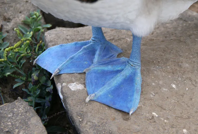 Blue-Footed Booby