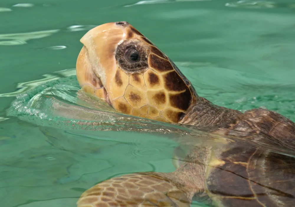 The Week in Pictures: Animals, September 27 – October 4, 2014