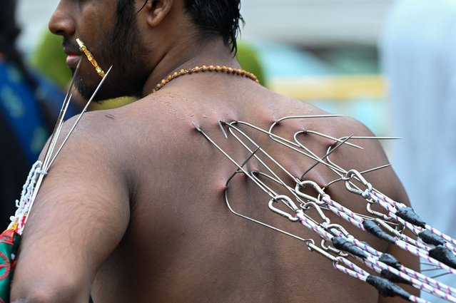 A Hindu devotee with multiple piercings takes part in a procession to mark the Thaipusam festival in Singapore on January 25, 2024. (Photo by Roslan Rahman/AFP Photo)