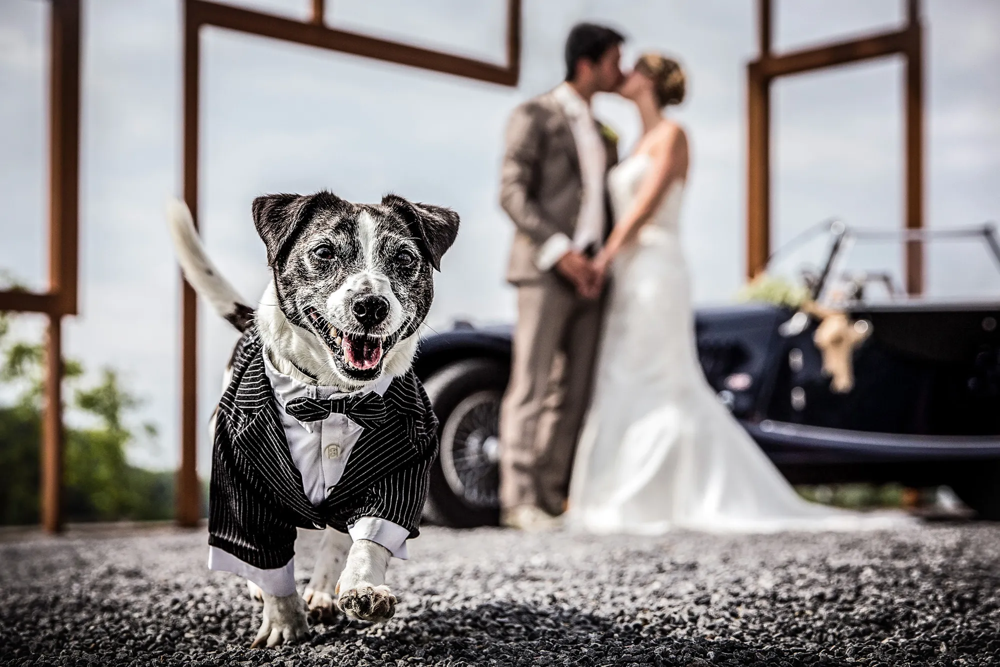 Сценка собаки. Прикольные Свадебные фотосессии. Животные в свадебных нарядах. Свадьба собак. Свадебная церемония с собаками.