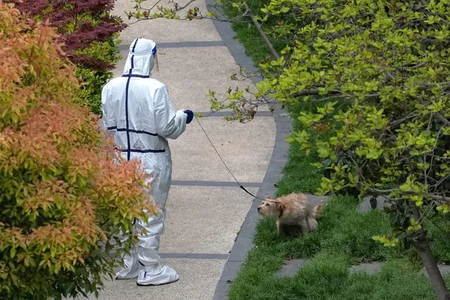 A person in a protective suit walks a dog in a residential area under lockdown, amid the coronavirus disease (COVID-19) pandemic, in Shanghai, China on April 5, 2022. (Photo by Aly Song/Reuters)
