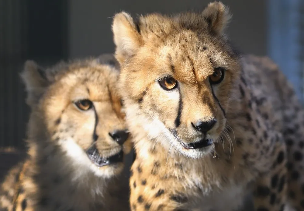 Miami Zoo Welcomes Two Young Male Cheetahs from South Africa