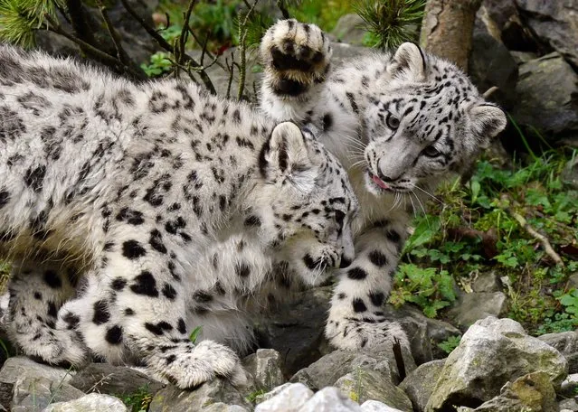 The two snow leopard twins Okara and Orya play at the zoo in Zurich, Switzerland, Wednesday, October 15, 2014. The cubs were born five and a half months ago. (Photo by Steffen Schmidt/AP Photo/Keystone)