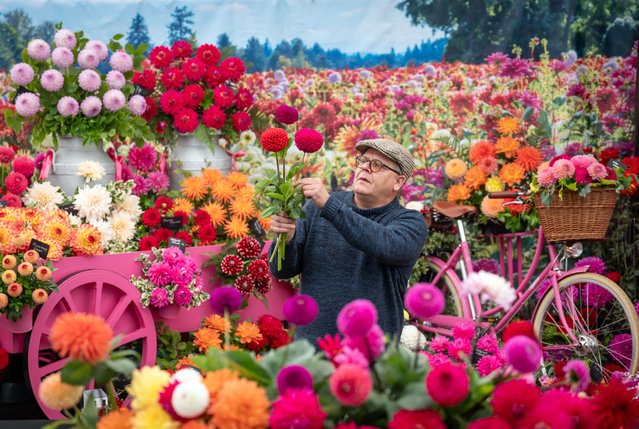 Carl Hamnett puts the finishing touches to the Northern Committee National Dahlia Society display ahead of the Harrogate Autumn Flower Show at Newby Hall and Gardens near Ripon, UK on Thursday, September 12, 2024. (Photo by Danny Lawson/PA Images via Getty Images)