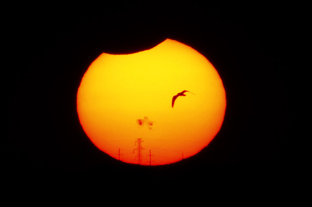 A bird flies in front of sun during a partial solar eclipse at Lake Hefner in Oklahoma City, Thursday, October 23, 2014. (Photo by Sarah Phipps/AP Photo/The Oklahoman)