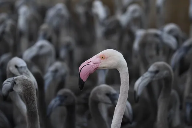 A pink flamingo stands with flamingos chicks in a pen in Aigues-Mortes, near Montpellier, southern France, on August 5, 2020, during a tagging and controling operation of flamingo chicks to monitor the evolution of the species. (Photo by Christophe Simon/AFP Photo)