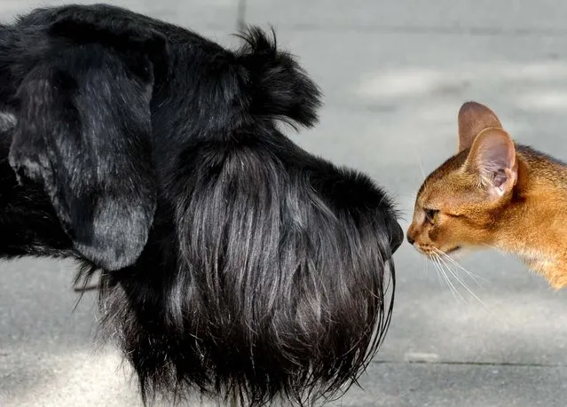 A Giant Schnauzer and a cat check each other out in the eastern German city of Leipzig. (Photo by Peter Endig/AFP Photo)
