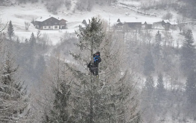 A coach found a position on a tree to watch the FIS Alpine World Cup Women downhill competition in Bad Kleinkirchheim, Austria on January 14, 2018. (Photo by Joe Klamar/AFP Photo)