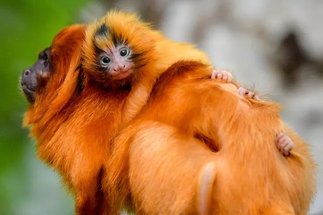 One of two Twin golden lion tamarins, which were born at Bristol Zoo Gardens to their mum Missy and dad Dourado, cling to their back as they forage around the trees on August 23, 2020. (Photo by Ben Birchall/PA Images via Getty Images)