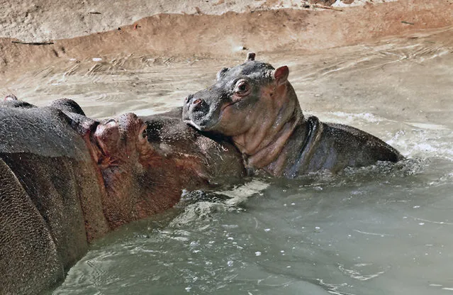This Saturday, November 1, 2014 photo provided by the Los Angeles Zoo shows a mother Hippo and her new-born calf at their enclosure at the Los Angeles Zoo. (Photo by AP Photo/Los Angeles Zoo)