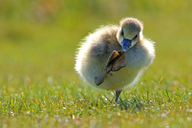 'Give me 3'. A duckling raises its foot. (Photo by Eric Gessmann/Comedy Wildlife Photography Awards/Mercury Press)