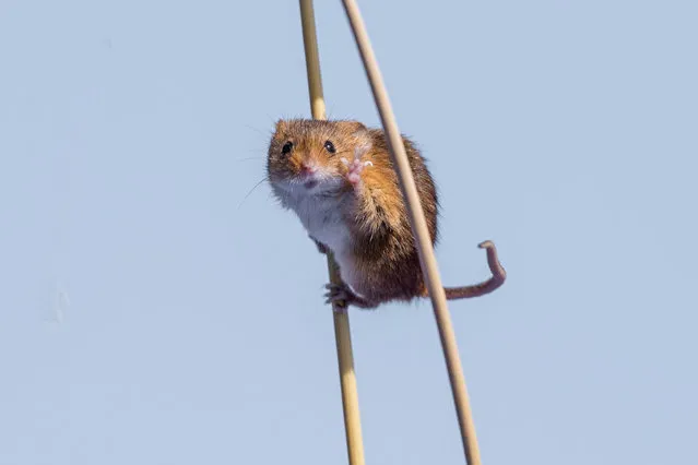 A harvest mouse appearing to be waving at the camera pictured by Michael Erwin for the Comedy Wildlife Photo Awards 2016, Cheshire, England, May, 2016. (Photo by Michael Erwin/Barcroft Images/Comedy Wildlife Photo Awards)