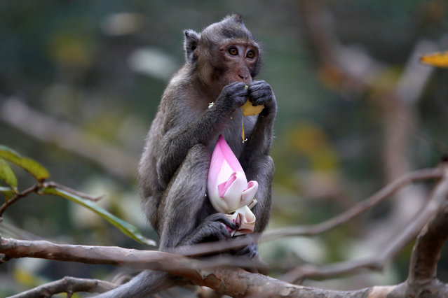 A monkey eats a lotus flower, during the annual Makha Bucha Day which celebrates Buddha's teachings, in Kandal province, Cambodia, January 31, 2018. (Photo by Samrang Pring/Reuters)