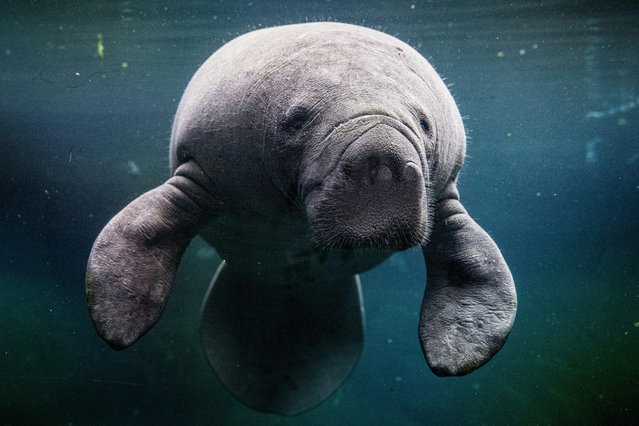 This photograph taken on March 26, 2024, shows a newly arrived female manatee swimming in the manatee tank at the Paris Zoological Park. (Photo by Miguel Medina/AFP Photo)