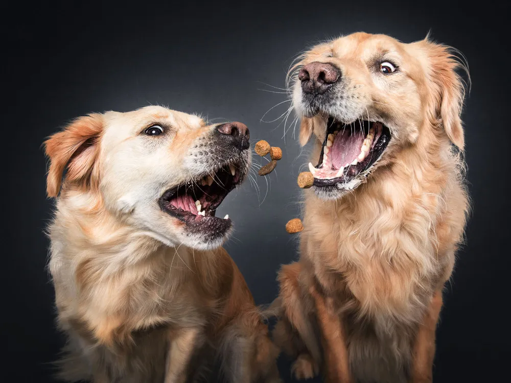 Dogs' Reactions to Treat Time