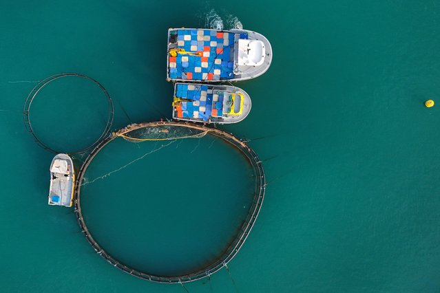 This aerial picture taken in Trabzon on June 11, 2025, shows workers harvesting Turkish salmons from their farming cages off the Vakifkebir shores in the Black Sea. From its infancy ten years ago, production of this salmonid species, destined almost exclusively for export, has exploded as global demand for salmon continues to grow, despite criticism of intensive aquaculture. More than 78,000 tonnes of this trout bred on the cold coasts of northern Turkey were exported in 2024, sixteen times more than in 2018. This business brought in over 430 million euros for Turkish producers over the year, a figure set to grow, but still a long way from the 11 billion euros in exports achieved in 2024 by the Norwegian salmon and trout behemoths. (Photo by Ozan Kose/AFP Photo)
