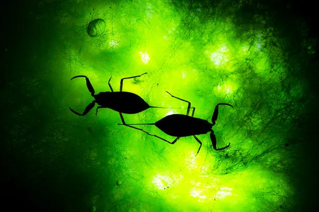 Water scorpions in silhouette, backlit by torches. (Photo by Juan Gonzalez/Close Up Photographer of the Year 2020)