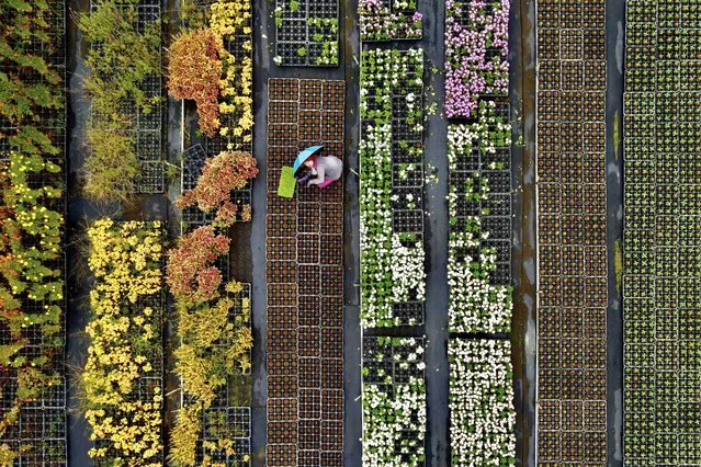 This aerial view shows a farmer sorting potted plants in the Daxi district of the northern city of Taoyuan on September 10, 2020. (Photo by Sam Yeh/AFP Photo)