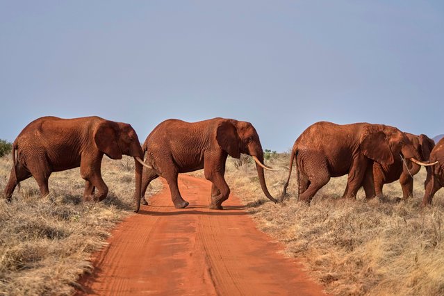 Elephants cross a road at Tsavo-East National Park, Voi town in Taita-Taveta County, Kenya, on August 7, 2025. (Photo by Brian Inganga/AP Photo)