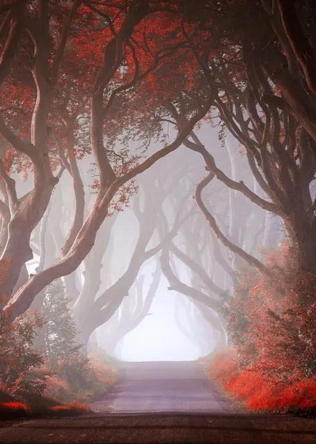 “This was taken amid the beech trees at the Dark Hedges in Antrim, Northern Ireland (a filming location for Game of Thrones), early on an August morning. I was fortunate to be there on a foggy morning as it really added to the overall mood of the image”. (Photo by Declan Keane/The Guardian)