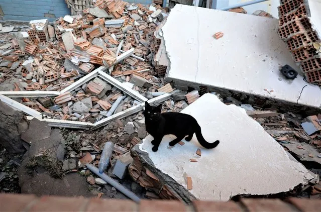 A cat stands amid the rubble in the aftermath of a deadly earthquake in Hatay, Turkey on February 14, 2023. (Photo by Clodagh Kilcoyne/Reuters)