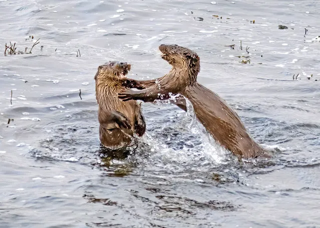 Two Eurasian otters were spotted having a game of rough and tumble in Loch Spelve on the Isle of Mull in Scotland on January 15, 2023. (Photo by Ron McCombe/Bav Media)