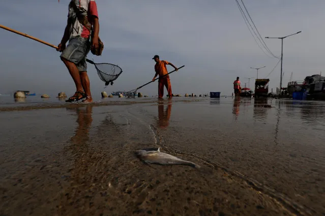 A man walks past a dead fish as sea water rises during high tide at Kali Adem port in Jakarta, Indonesia, January 3, 2018. (Photo by Reuters/Beawiharta)