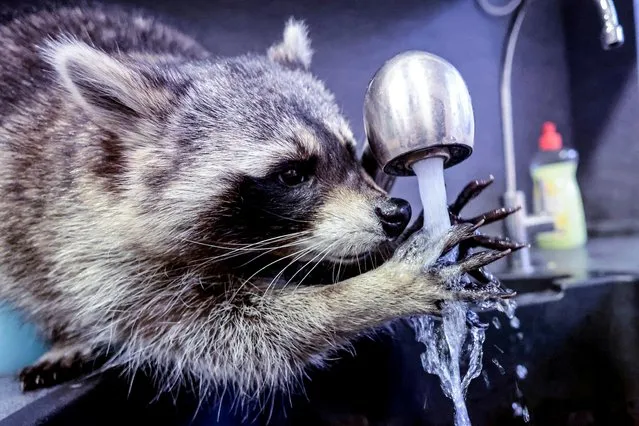 Raccoon Fritzi plays with water at the home of veterinarian Mathilde Laininger in Berlin, Germany, January 27, 2022. She cares for four raccoons that can no longer be released into the wild. Raccoon Fritzi has an Instagram account with ten thousand followers. (Photo by Hannibal Hanschke/Reuters)