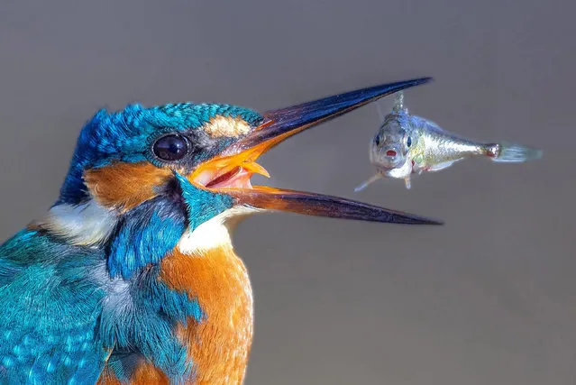 A kingfisher gobbles down a fish by a stream in February 2023. The bird caught the stickleback before flying to its perch to eat it. The photos were captured by professional photographer Warren Price on a river in the village of Gravenhurst, Canada. (Photo by Warren Price/Solent News & Photo Agency)