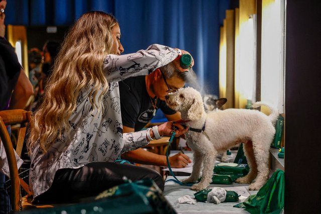 A rescue dog is prepped for the Rachel Antonoff & Susan Alexandra show on September 10, 2025. (Photo by Kylie Cooper/Reuters)