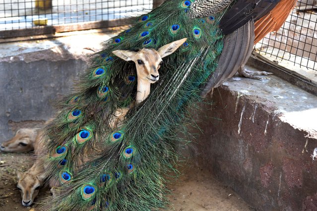 A Chinkara gazelle fawn rests in the plumage of a peacock at an animal rescue center on a hot summer day in Bikaner, Rajasthan, India, Thursday, May 23, 2024. (Photo by Dinesh Gupta/AP Photo)