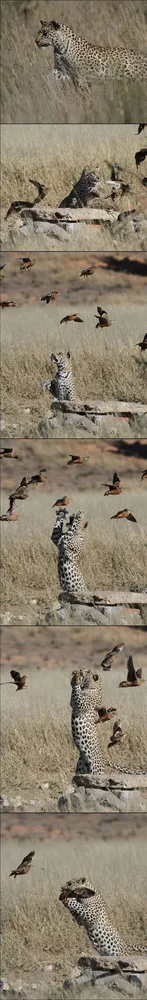 South African Leopard Catches Sandgrouse