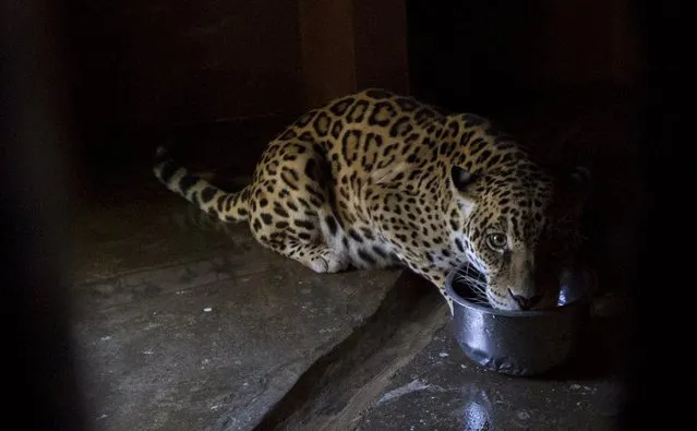 Tiara, a three-year-old jaguar, is fed at the Quito Zoo in Guayllabamba November 8, 2015. Tiara was born in captivity at the Rancho Fatima zoo in Macas. (Photo by Guillermo Granja/Reuters)