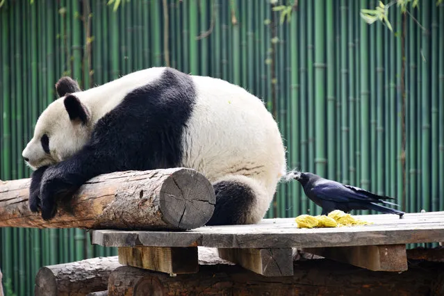 This photo taken on April 9, 2018 shows a crow pecking hair from a giant panda for nesting at Beijing Zoo in Beijing, China. (Photo by AFP Photo/Stringer)