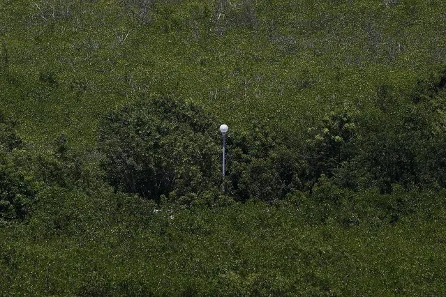 A lampost is seen between mangroves in Cancun, August 12, 2015. Fewer mangroves lead both to coastal erosion and greater risk of damage when hurricanes do strike, according to CEMDA, the Mexican Center for Environmental Law. (Photo by Edgard Garrido/Reuters)