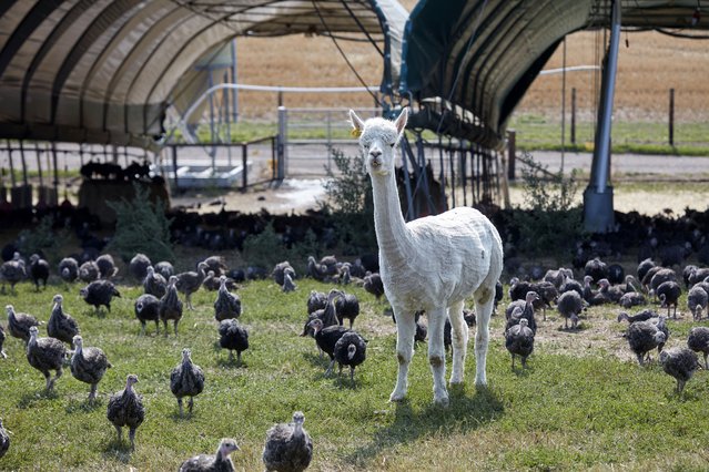 Nine Peruvian alpacas act as guard dogs to protect turkeys being reared for Christmas in Berkshire, UK on October 17, 2025. Tom Copas, the farmer, turned to alpaca guards ten years ago after attacks by foxes and polecats. (Photo by Copas Farm)