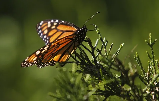 A monarch butterfly clings to a plant at the Monarch Grove Sanctuary in Pacific Grove, California, December 30, 2014. (Photo by Michael Fiala/Reuters)