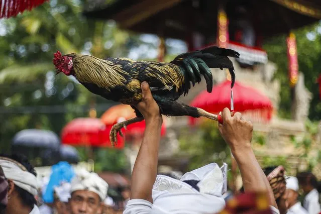 Balinese men hold cock fighters during the Tabuh Rah ceremony at a Temple in Gianyar, Bali, Indonesia, 28 December 2014. Traditional cockfighting or locally named “Tajen”, was once performed as a sacred ritual in Bali but now has become a source of gambling for many local Balinese men. Cockfighting is staged during the anniversary of a temple. The rituals are mainly aimed at preventing the evil spirits from harming people. (Photo by Made Nagi/EPA)
