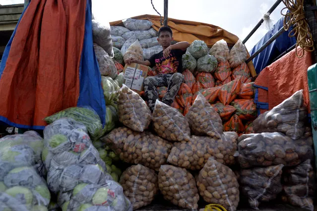 A boy rests on top of vegetables at the back of a truck at a vegetable market a day after Typhoon Haima hit La Trinidad, Benguet province, Philippines October 21, 2016. (Photo by Ezra Acayan/Reuters)