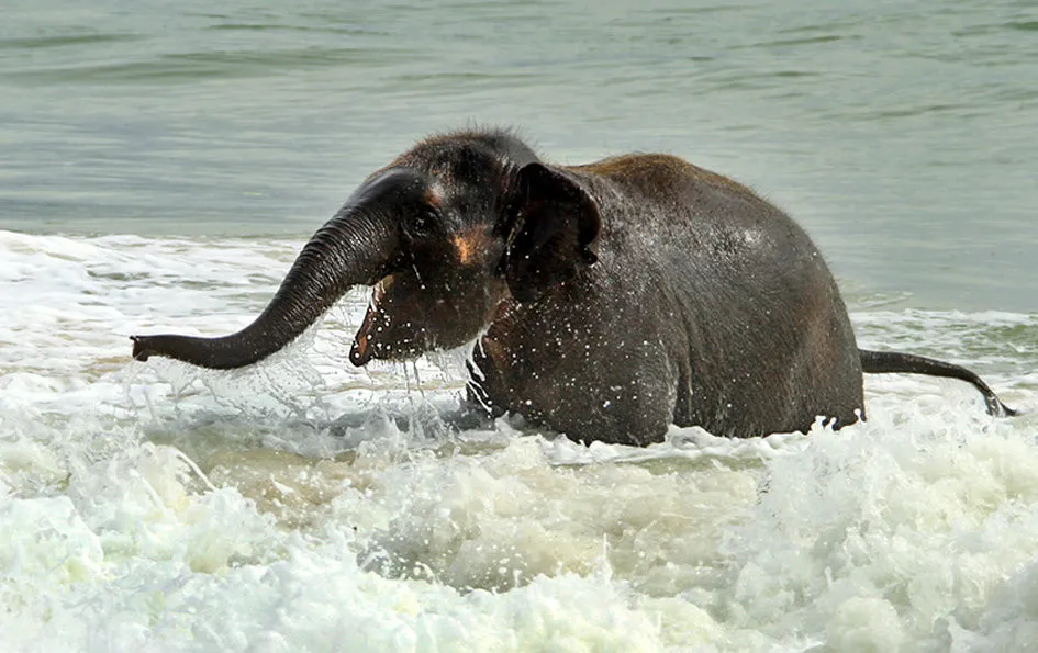 Baby Elephant on a Beach