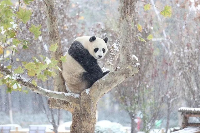A giant panda sits on a tree during the first snow in Jinan, Shandong province, November 24, 2015. (Photo by Reuters/Stringer)