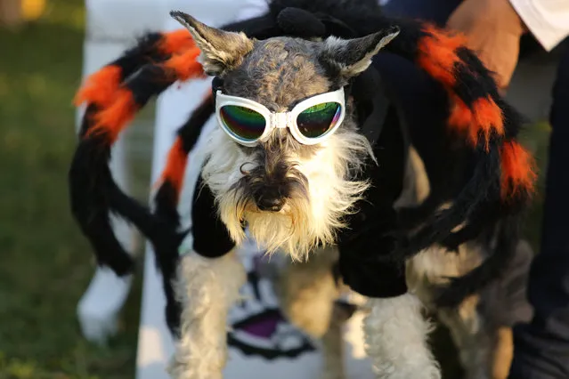 A dog dressed in a costume takes part in the Pet's Halloween Day parade at Abtao Park in San Isidro, Lima, October 31, 2016. (Photo by Guadalupe Pardo/Reuters)
